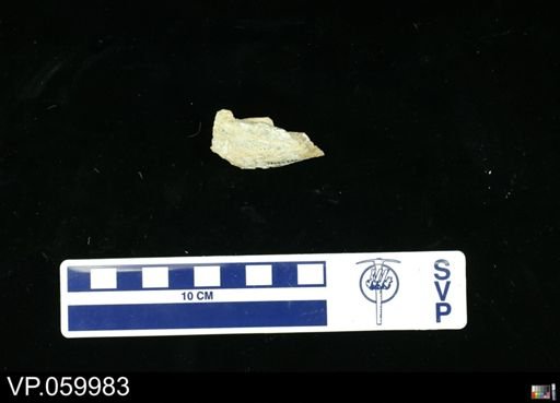 Toxochelyidae?