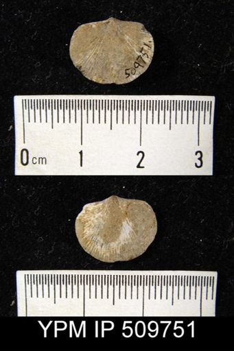 Dalmanella sp.