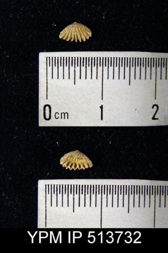 undet. Rhynchonellida