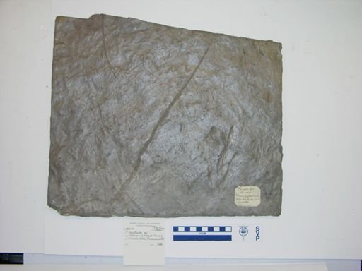 Grallator sp.