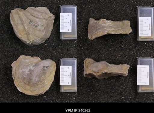 Gryphaea navia