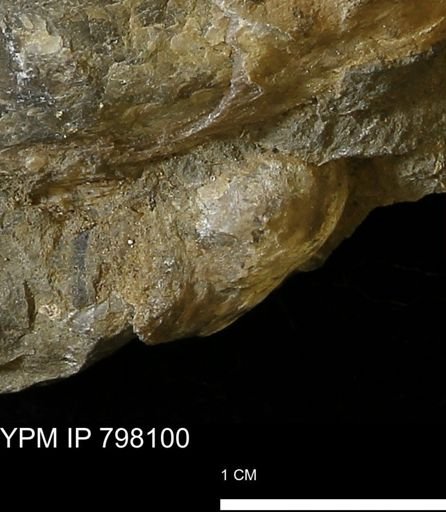 Inoceramus