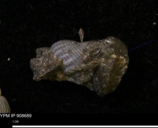 undet. Turritellidae