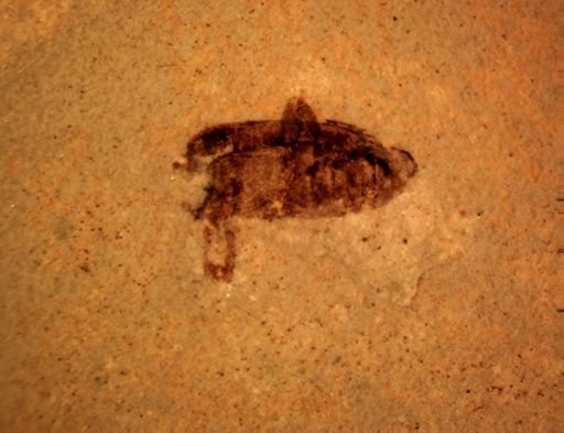 Coleoptera?
