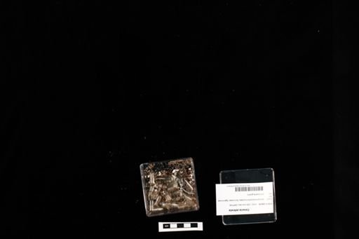 Corucia zebrata
