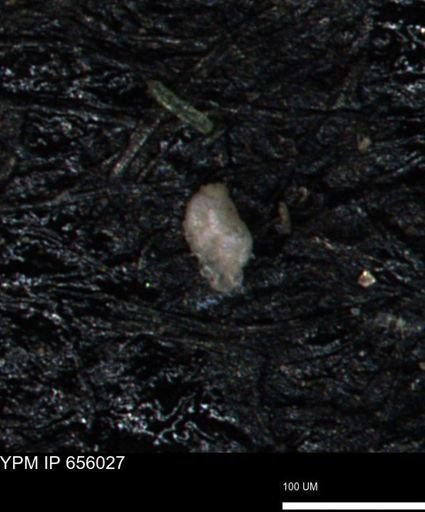 Bimonilina variana