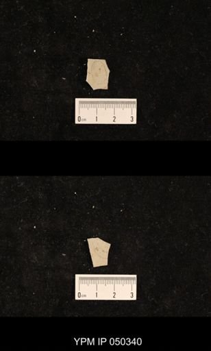 undet. Hexapoda
