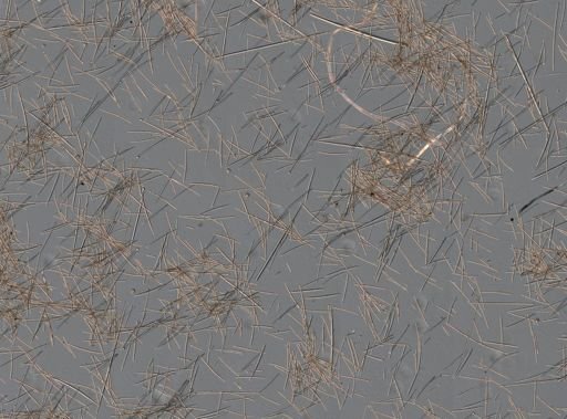 Niphates erecta