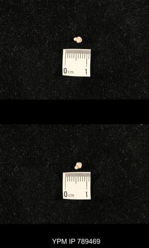 undet. Bryozoa