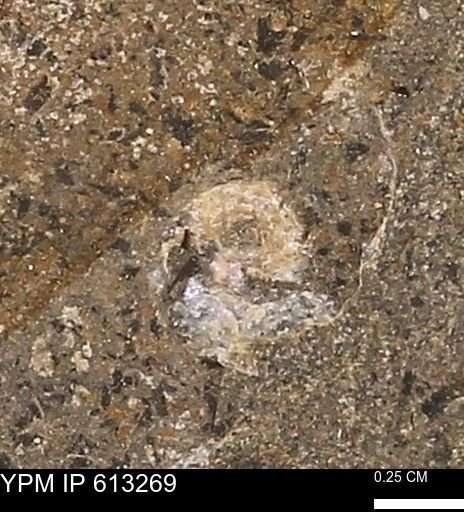 Scaphites sp.