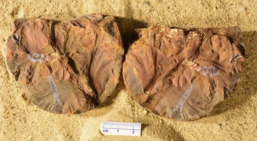 Aphlebia