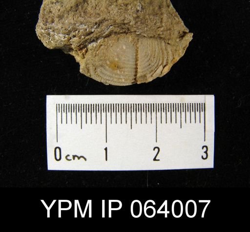 Leptaena tennesseensis