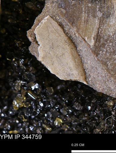 undet. Bivalvia