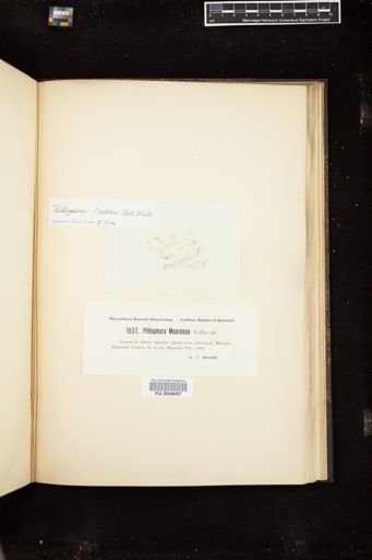 Pithophora mooreana