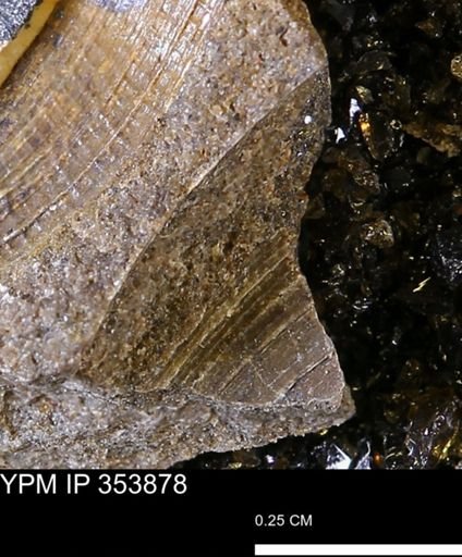 Limopsis striatopunctatus