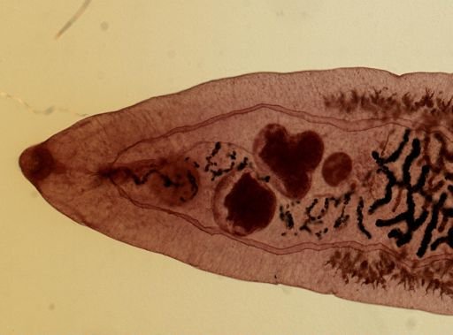 Dicrocoelium dendriticum