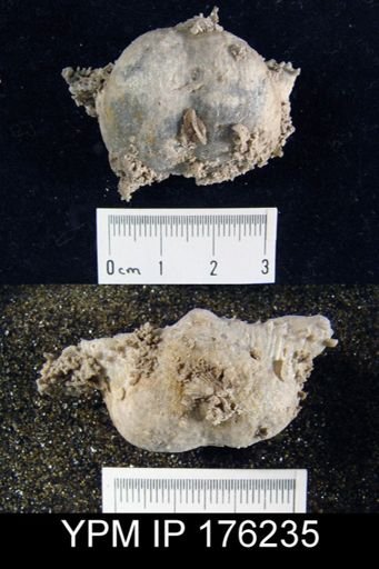 Marginifera opima