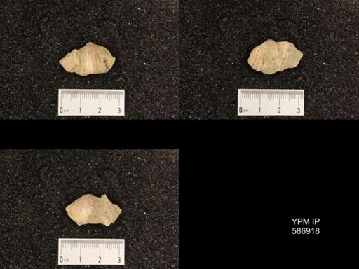 Rhynchotrema capax
