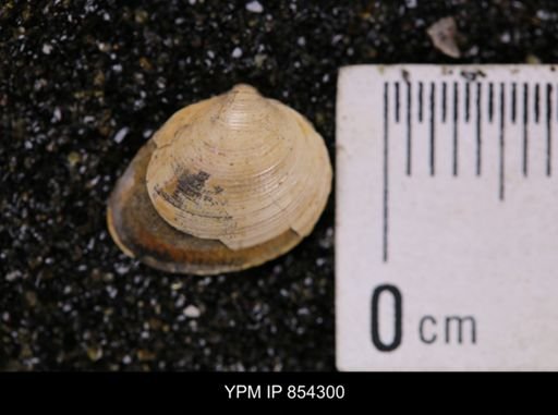 Limopsis striatopunctatus