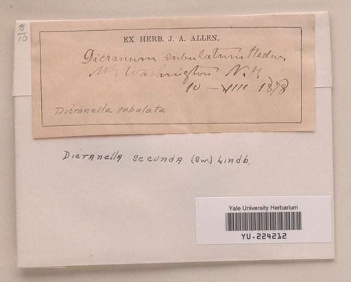 Dicranella secunda