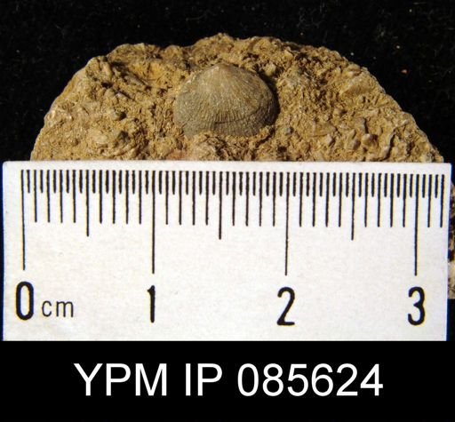 Rhipidomella carbonaria