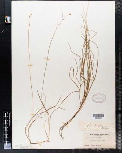 Carex trisperma