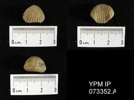 Camarotoechia cedarensis