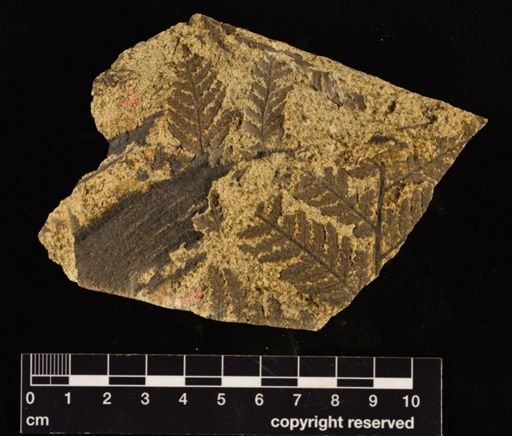 Cladophlebis impressa