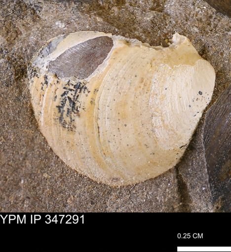 undet. Bivalvia