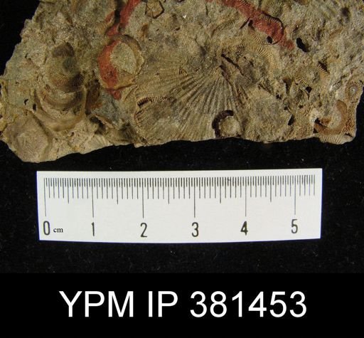 Strophodonta sp.