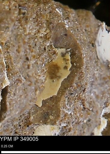 undet. Mollusca