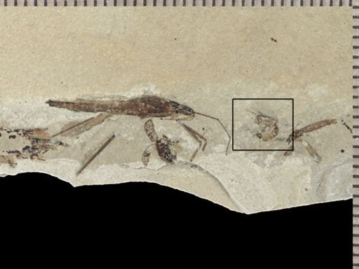 undet. Diptera