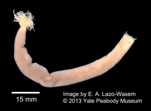 Actinothoe modesta