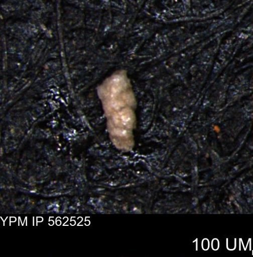 Verneuilina canadensis