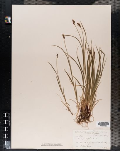 Carex