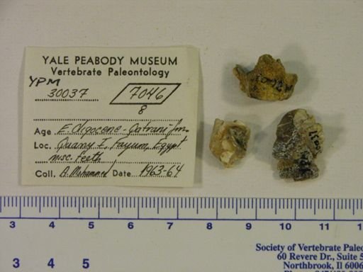 Hyracoidea
