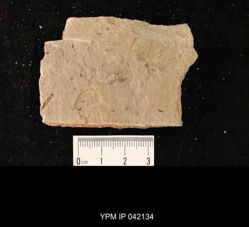 undet. Hymenoptera