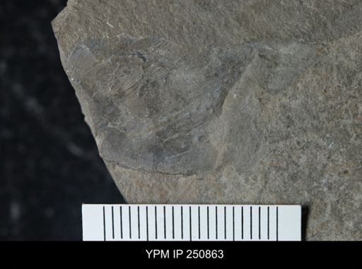 undet. Eurypterida