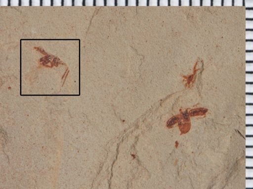 Hymenoptera?
