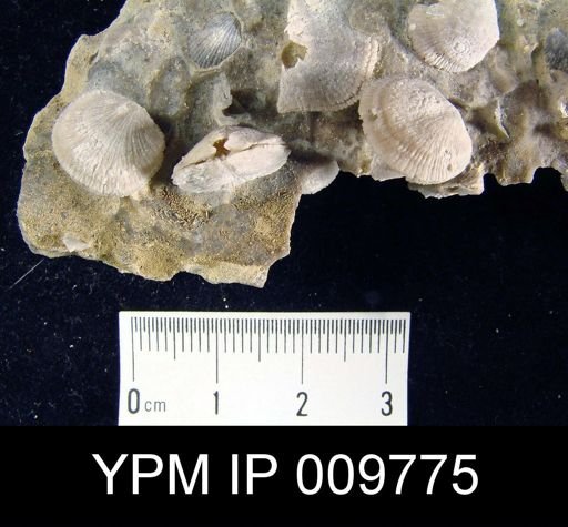 Dalmanella sp.