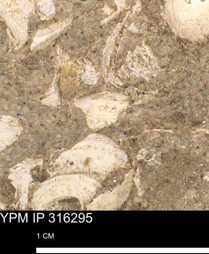 undet. Gastropoda