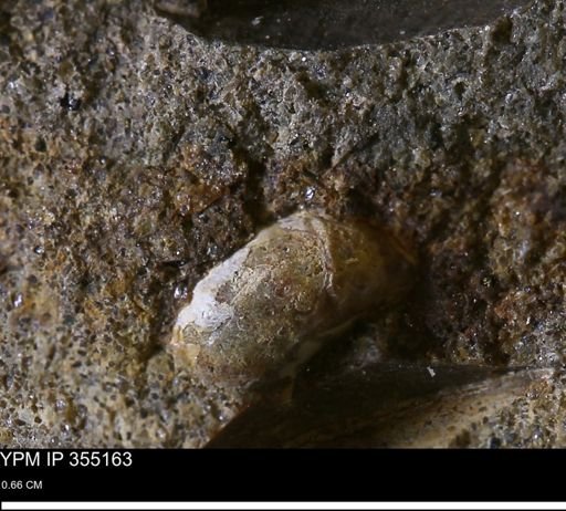 Ammonoidea