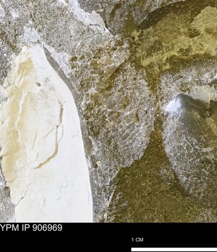 Oxytoma (Hypoxytoma) nebrascana