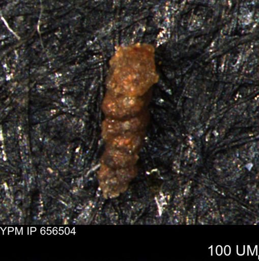 Verneuilinoides hectori