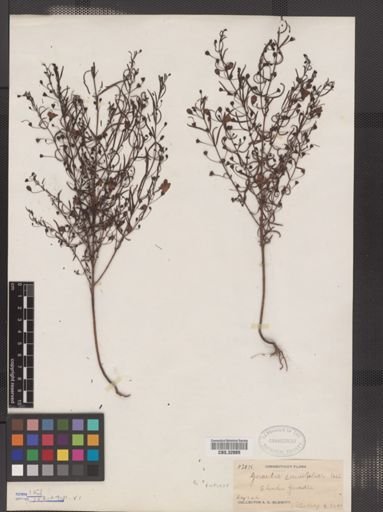 Agalinis tenuifolia