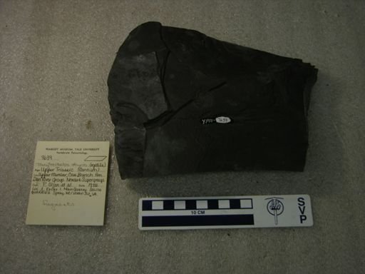 Tanytrachelos ahynis