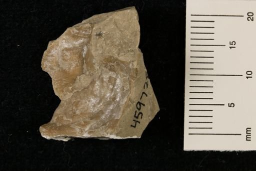 Meekella striatocostata