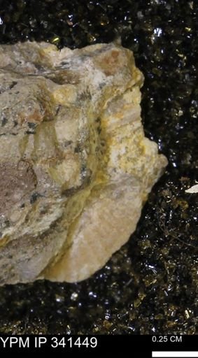 Scaphites sp.