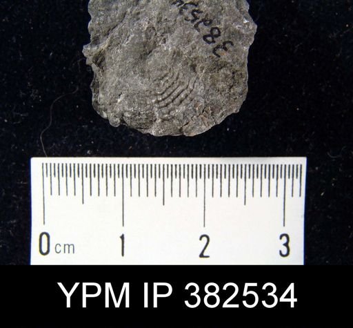 Productus semireticulatus