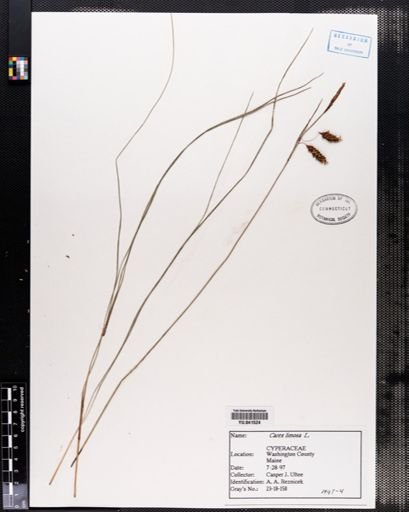 Carex limosa